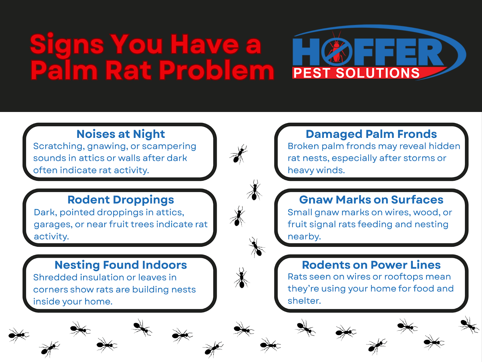 Palm Rats In Florida How To Spot Prevent And Remove Them Palm Rats In Florida How To Spot Prevent And Remove Them