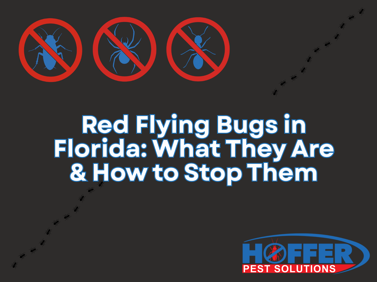 Red Flying Bugs in Florida: What They Are & How to Stop Them