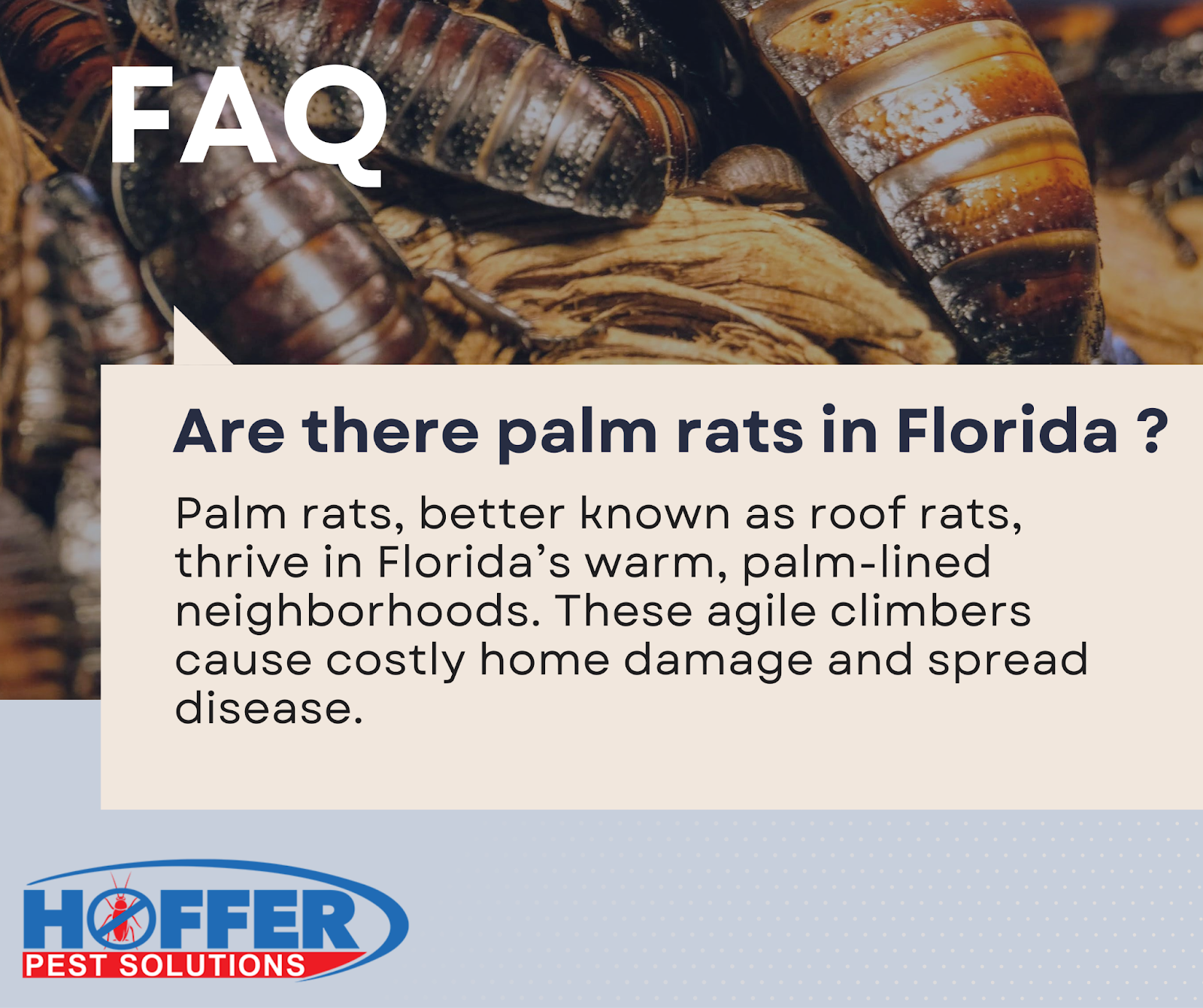 Palm Rats In Florida How To Spot Prevent And Remove Them Palm Rats In Florida How To Spot Prevent And Remove Them