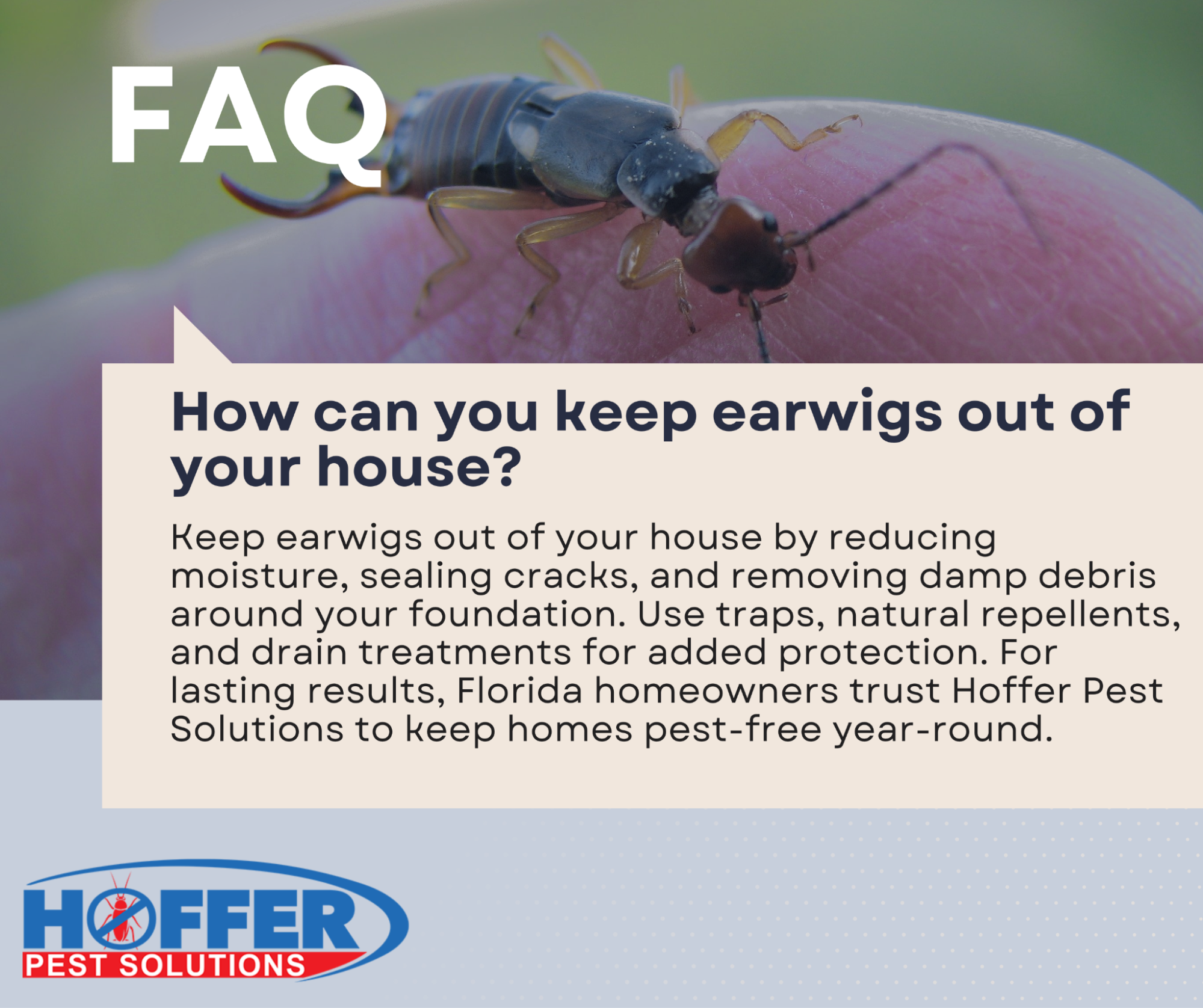 Earwig on a person’s pink finger.