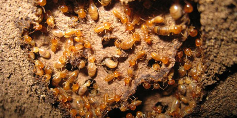 Usf Termite Control Program How Much Does a Termite Inspection Cost in Florida?