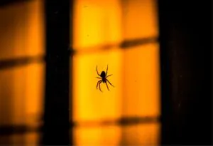 Spider silhouette on window with orange light shining.