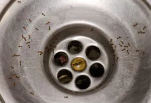 Small ants crawling around and inside a metal sink drain.