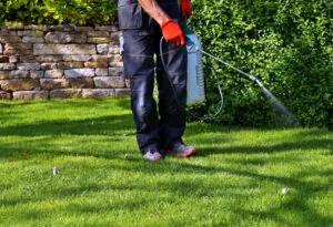 Person wearing gloves sprays liquid on grass.
