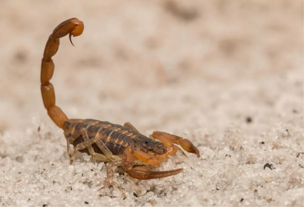 Brown scorpion with arched tail on sandy surface.