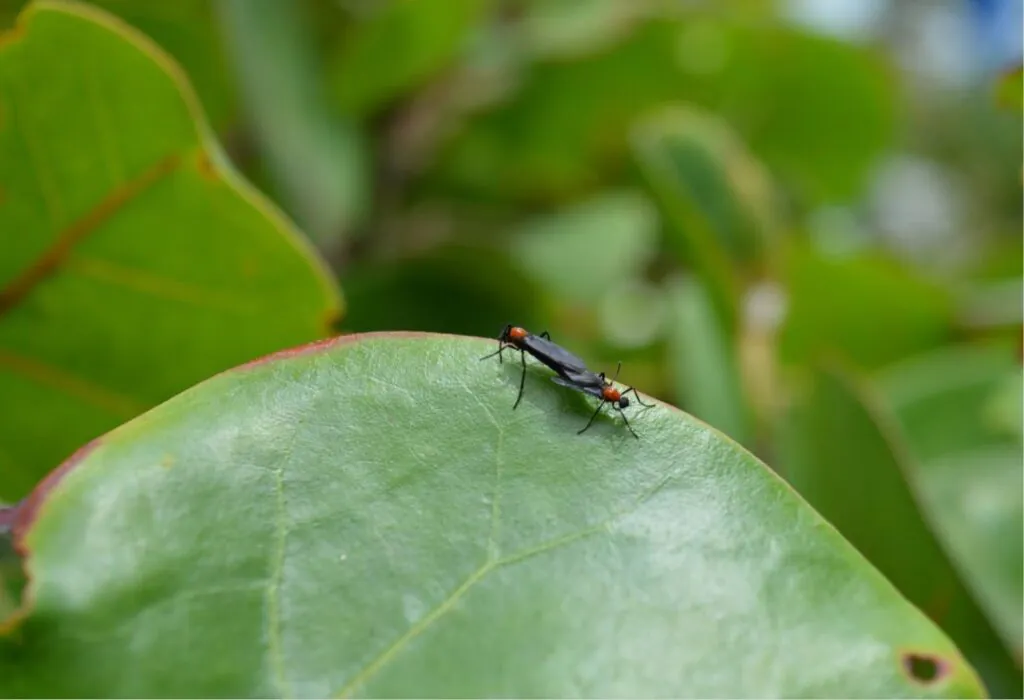 Two red flying bugs mating on a green leaf.