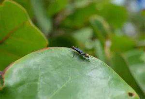 Two red flying bugs mating on a green leaf.
