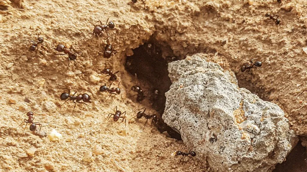 Black carpenter ant (Camponotus pennsylvanicus) close-up on wood